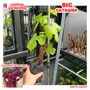 PREMIUM BIG RED CATAWBA ROOTED SEEDED BAGAY SA GARDEN AT MATAMIS ANG BUNGA