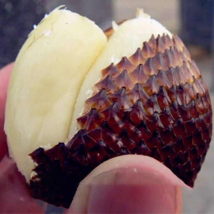 Cây Giống Mây Indo (cây Salak , cây da rắn Super Pondoh) | Lazada.vn
