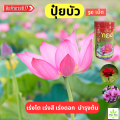 ปุ๋ยบัว 5 แผง อาหารบัว อาหารไม้น้ำ บัวทอง ตราบัวทอง เร่งราก เร่งต้น แตกหน่อ บำรุงต้น ใบบัว ช่องาม สารอาหารบัว สูตร 9-23-20. 