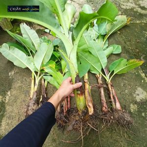 Chuối cau giống siêu trái (cây cao 30-60cm)