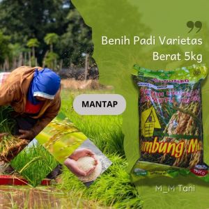 BIBIT BENIH PADI PREMIUM VARIETAS MANTAP BERAT 10 KG