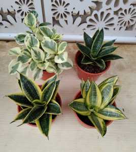 A set 4 pots: For of 3 Types of Sansevieria Hahnii & 1 Peperomia Variegated pot size 4-5 inches Lets Bring Nature Home ❤️❤️❤️