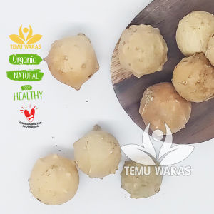 Majakane 50gr / Majakan / Jenitri / Manjakani Kering Asli Hutan
