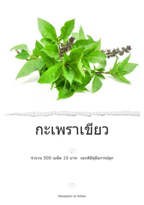 เมล็ดพันธุ์กะเพราเขียว พันธุ์พื้นบ้าน งอกดี