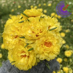 1 Ký Cành Giống Hoa Mười Giờ VÀNG SANG CHẢNH Cành Tơ Siêu Khỏe Ra Rễ Sau 3 Ngày 377 Click 24 Giờ