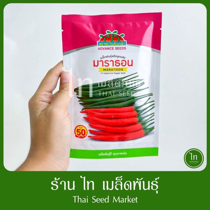 พริก มาราธอน ตราตะวันต้นกล้า เมล็ดพันธุ์พริกขี้หนูและจินดา
