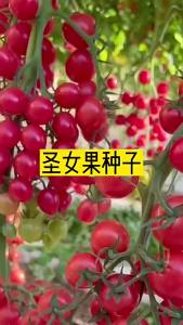 Little Tomato Potted Plant Four Seasons High Yield Cherry Tomato Potted Plant San Nao Guo Potted Plant Courtyard Balcony Potted Plant Fruit