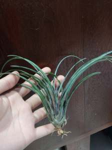 Tilandsia Capitata Domingensis / 空气植物- 卡比他他多明尼加 /空氣鳳梨卡比他他多明尼加