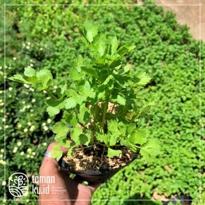 Bibit Sayuran Seledri Tanaman Hidup Bukan Benih Biji Seledri Sledri