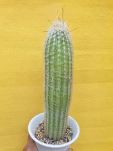 ต้นกระบองเพชร เอสโพทัว นานา Espostoa nana กระบองเพชรสำลี กระบองเพชรก้อนหิมะ มนุษย์หิมะกระบองเพชร #cactus #แคสตัส #ไม้ลำ