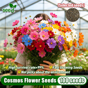 [Selected Seeds 100pcs] 100% Authentic Cosmos Flower Seeds for Planting (High Germination) Gesang Cosmos Flower Seeds Mix Color Potted Cosmos Live Plants Flowering Plants Seeds Indoor Plants Real Plants Garden Decor Easy To Grow Flowers bulaklak Seeds