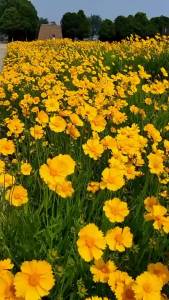 批发大花金鸡菊种子四季种野菊花种子花海绿化多年生宿根花草种子