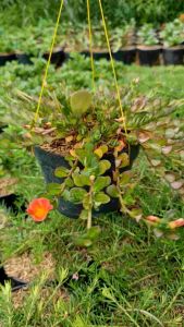 Tanaman Hidup Portulaca: Tanaman Interior & Tahan Lama