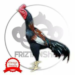 Boneka Ayam untuk Latihan Ayam Aduan