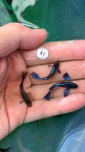 3pairs Dumbo Blue Dragon Guppy/ Livefish/ 黑蓝大耳孔雀鱼