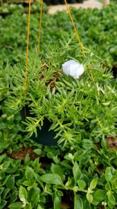 Tanaman Hidup | Sby Portulaca ( 1 Pot )