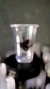 Sablon Gelas Cup Oval / 100 Pcs / Size 121416 Oz - STARINDO tebal - Free Desain