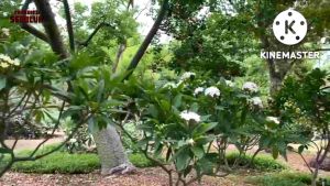 [BUNGA HIAS BALI]BIBIT STEK POHON KAMBOJA DENPASAR BALI -+50 cm(JEPUN BALI)REAL PICTURE/KAMBOJA KUNING PUTIH/TANAMAN POHON TAMAN & KEBUN