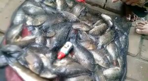 Essen Nila Mujaer Mix DMPT: Meningkatkan Imunitas & Stamina dengan Essen Herbal