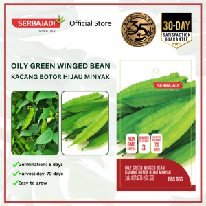 Serbajadi Vegetable Seed Oily Green Winged Bean | Green Bean | Green Angled Bean | Creeping Planting | Biji Benih Kacang Botor Berminyak | 油性绿翅豆种子 | 1g