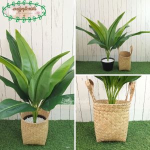 Pohon Hias Daun Kunyit Variasi Warna Hijau & Coklat Pot Dasar Hitam Cover Purun Handle Dekorasi Rumah Aesthetic