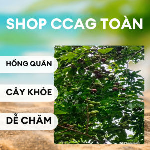 Cây hồng quân KHỎE CAO HƠN M đẹp giá ƯU ĐÃI