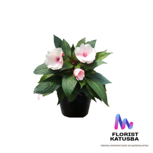 tanaman hias bunga impatiens walleriana pink iriancis pink