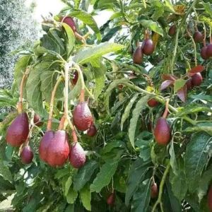 Bibit Alpukat Red Vietnam & Tanaman Hidup Alpukat