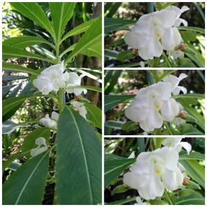 Binhi 5 Seeds Balsam Kamantige Snow White Flower  Garden Plant