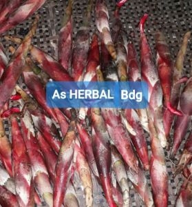 Buah galoba buah goloba atau pining bawang segar 1 kg-az