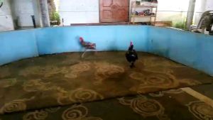 ไข่ไก่ชนพม่าม้าล่อรำงเมีองเหนือเจ้าเทารำวง