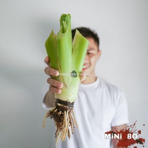 บอนกระดาดยักษ์ บอนยักษ์ บอนกระดาด ต้นบอน ต้นกระดาด Alocasia Borneo Giant