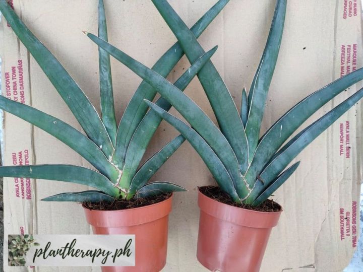 Giant Sword Sansevieria (Dracaena Hanningtonii) or Sansevieria Robusta Blue  - Rare 2 Stocks Left - Free pot and white pebbles Rare Indoor Plant Dracaena  Hanningtonii - Lazada | Lazada PH