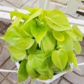 Cây trầu bà vàng - Cây cảnh để bàn. 