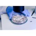 ATP Farm : CMP - PLI Bào tử nấm tím Vi sinh Paecilomyces lilacinus kiểm soát tuyến trùng nốt sần rể gây hại. 