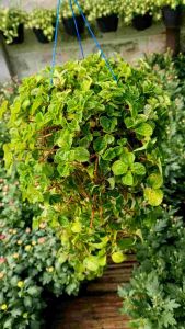 Tanaman Hidup | Mint hias