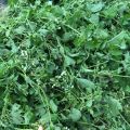 1kg cây cứt lợn hoa tím tươi sạch, cây cỏ hôi - hàng thu hái từ tự nhiên. 