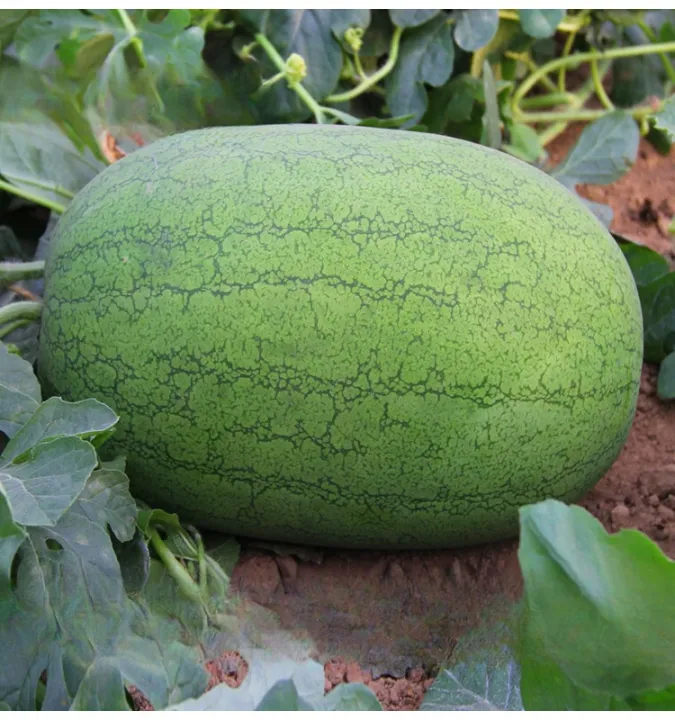 เมล็ดพันธุ์แตงโมยักษ์สีเขียว ลูกใหญ่พิเศษ หวานกรอบ