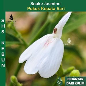 Pokok Kepala Sari 白鹤灵芝草 Snake Jasmine Herb Rhinacanthus nasutus Bignose Rhinacanthus Live Plant Shs Kebun