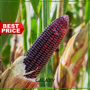 "GalaxySeeds" Premium Purple Corn (10 Seeds) for Planting Vegetable Plants Including fertilizer - Sweet Mais F1 Hybrid
