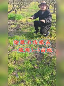 速草霸精草铵膦铵盐高浓度牛筋草小飞蓬果园茶园除草剂一整箱