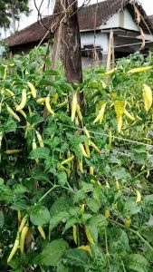 Benih Cabai ANJASTAMA: Solusi Cabai Menggantung & Tahan Virus