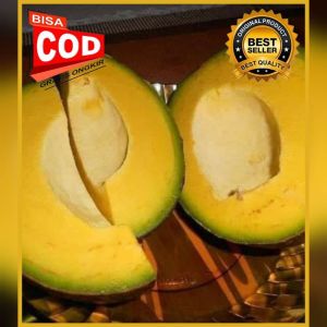 Bibit Alpukat Markus 100% ORI