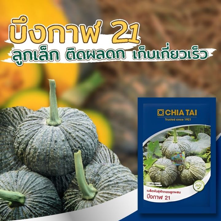 เมล็ดฟักทอง บึงกาฬ21 เจียไต๋ ลูกเล็ก