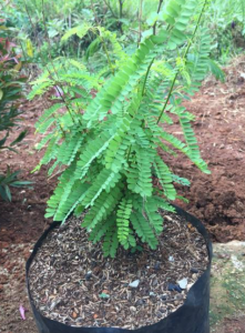 Tanaman Herbal Daun Saga / Pohon Saga