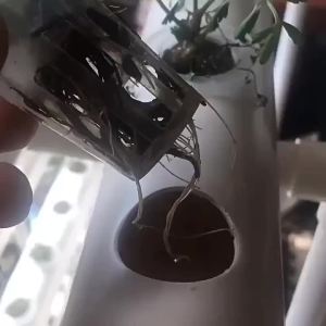 Water Celery Seeds Four Seasons Fresh Parsley Tender and Crisp Celery Celery Seed Four Seasons Potted Heat-Resistant Cold-Resistant Vegetable Seeds