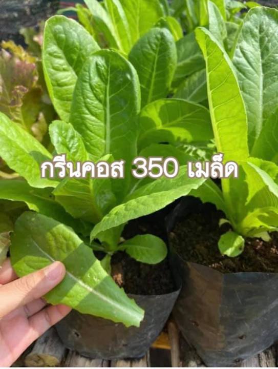 เมล็ดพันธุ์กรีนคอส 350 เมล็ด คุณภาพสูง