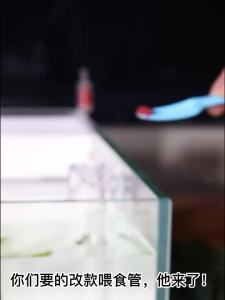 Thiết Bị Cho Cá Ăn Ống Cho Cá Ăn Nhỏ Thiết Bị Cho Ăn Acrylic Thiết Bị Cho Ăn Chậu Đựng Thức Ăn