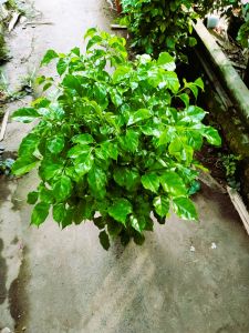 Cây Hạnh phúc (Hợp mệnh Kim) cây trang trí văn phòng sân vườn nhà cửa.