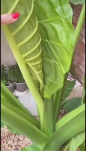 Alocasia Borneo Giant - บอนกระดาดยักษ์ บอนยักษ์ ต้นกระดาด ต้นบอน